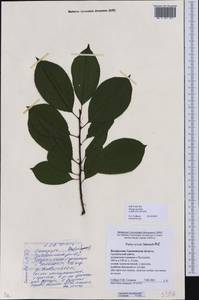 Черемуха поздняя Ehrh., Восточная Европа, Белоруссия (E3a) (Белоруссия)