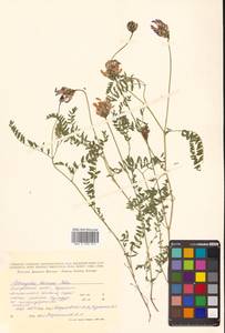 Астрагал пашенный Douglas ex G.Don, Сибирь, Дальний Восток (S6) (Россия)