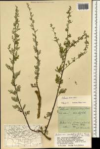 Artemisia aksaiensis Y. R. Ling, Монголия (MONG) (Монголия)