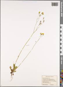 Crepis sancta subsp. sancta, Восточная Европа, Московская область и Москва (E4a) (Россия)