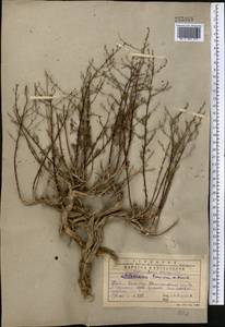 Полынь туранская (Krasch.) Poljak., Средняя Азия и Казахстан, Западный Тянь-Шань и Каратау (M3) (Казахстан)