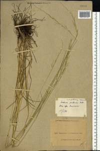 Lolium pratense (Huds.) Darbysh., Восточная Европа, Северо-Украинский район (E11) (Украина)