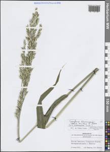 Sorghum bicolor notho subsp. drummondii (Nees ex Steud.) de Wet ex Davidse, Восточная Европа, Средневолжский район (E8) (Россия)