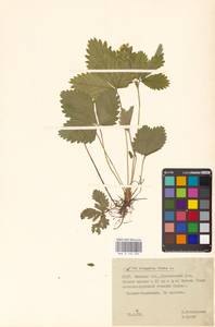 Земляника лесная L., Восточная Европа, Белоруссия (E3a) (Белоруссия)