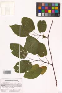 Актинидия коломикта (Maxim. & Rupr.) Maxim., Сибирь, Дальний Восток (S6) (Россия)