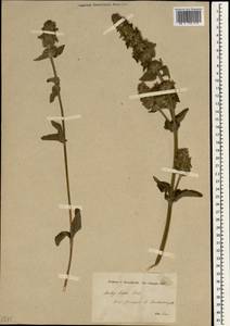 Stachys cretica subsp. cassia (Boiss.) Rech.f., Зарубежная Азия (ASIA) (Турция)