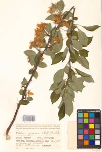 Яблоня лесная Mill., Восточная Европа, Средневолжский район (E8) (Россия)