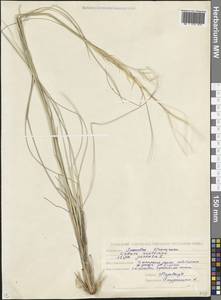 Ковыль перистый L., Кавказ, Северная Осетия, Ингушетия и Чечня (K1c) (Россия)