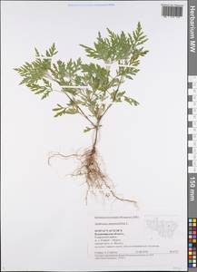 Амброзия полынелистная L., Восточная Европа, Центральный район (E4) (Россия)