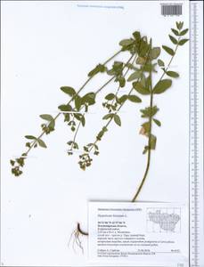 Зверобой волосистый, Зверобой жестковолосый L., Восточная Европа, Центральный район (E4) (Россия)