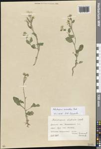 Гелиотроп душистый M.Bieb., Восточная Европа, Южно-Украинский район (E12) (Украина)