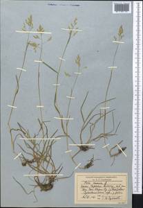 Мятлик однолетний L., Средняя Азия и Казахстан, Северный и Центральный Тянь-Шань (M4) (Киргизия)