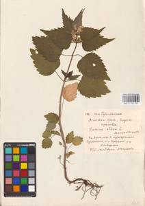 MHA 0 154 435, Яснотка белая, Глухая крапива L., Восточная Европа, Северо-Украинский район (E11) (Украина)