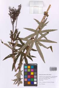 Filipendula digitata (Willd.) Bergmans, Сибирь, Дальний Восток (S6) (Россия)