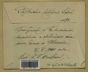 Polytrichum piliferum Hedw., Гербарий мохообразных, Мхи - Центральное Нечерноземье (B6) (Россия)