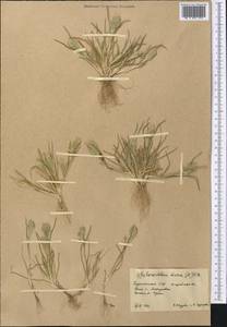 Жесткоколосница твердая (L.) P.Beauv., Средняя Азия и Казахстан, Каракумы (M6) (Туркмения)