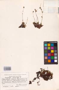 Камнеломка дернистая L., Восточная Европа, Восточный район (E10) (Россия)