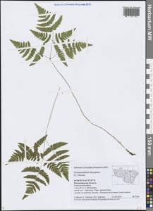Голокучник обыкновенный (L.) Newman, Восточная Европа, Центральный район (E4) (Россия)