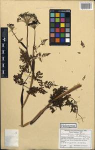 Conioselinum nepalense Pimenov & Kljuykov, Зарубежная Азия (ASIA) (Непал)