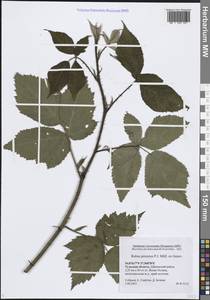Rubus procerus P.J.Müll. ex Boulay, Восточная Европа, Центральный район (E4) (Россия)
