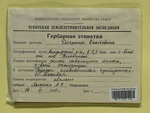 Dicranum laevidens R.S. Williams, Гербарий мохообразных, Мхи - Чукотка и Камчатка (B21) (Россия)