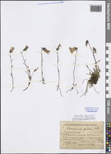 Колокольчик волосистоцветковый M.Bieb., Сибирь, Якутия (S5) (Россия)