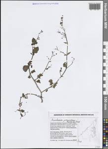 Берхавия раскидистая L., Зарубежная Азия (ASIA) (ОАЭ)