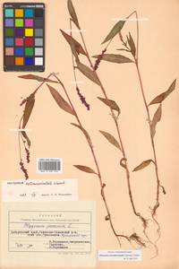 Persicaria extremiorientalis (Vorosch.) Tzvelev, Сибирь, Дальний Восток (S6) (Россия)