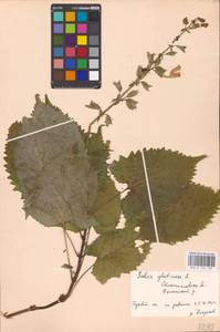 MHA 0 156 138, Шалфей железистый, Шалфей клейкий L., Восточная Европа, Западно-Украинский район (E13) (Украина)