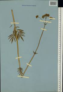 Valeriana pratensis subsp. angustifolia (Soó) Kirschner, Buttler & Hand, Восточная Европа, Ростовская область (E12a) (Россия)