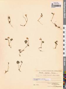 Viola epipsila subsp. repens (Turcz.) W.Becker, Сибирь, Чукотка и Камчатка (S7) (Россия)