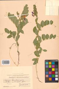 Lathyrus japonicus var. maritimus (L.) J.T.Kartesz & Gandhi, Сибирь, Дальний Восток (S6) (Россия)