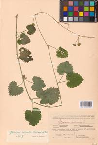 MHA 0 155 797, Будра плющевидная L., Восточная Европа, Западный район (E3) (Россия)