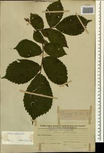 Вяз голый, Вяз шершавый Huds., Кавказ, Азербайджан (K6) (Азербайджан)