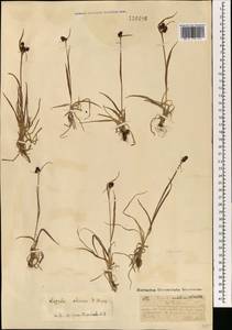 Luzula multiflora subsp. sibirica V.I.Krecz., Монголия (MONG) (Монголия)