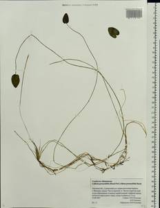 Кальдезия белозоролистная (L.) Parl., Восточная Европа, Центральный лесостепной район (E6) (Россия)