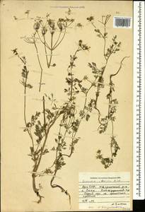 Скандикс грузинский M.Bieb., Кавказ, Армения (K5) (Армения)