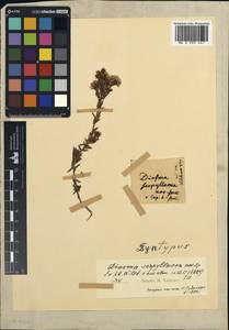 Agathosma serpyllacea (Schult.) Licht. ex Bartl. & H. L. Wendl., Африка (AFR)