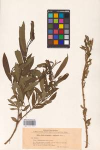 Salix triandra × viminalis, Восточная Европа, Северо-Западный район (E2) (Россия)