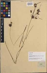 Fimbristylis dichotoma subsp. dichotoma, Зарубежная Азия (ASIA) (Филиппины)
