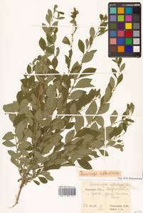 Флюгея полукустарниковая (Pall.) Baill., Сибирь, Дальний Восток (S6) (Россия)