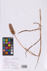 Пальчатокоренник пятнистый (L.) Soó, Восточная Европа, Московская область и Москва (E4a) (Россия)