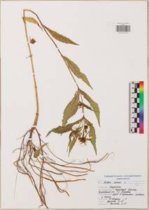 Череда поникающая, Череда поникшая L., Восточная Европа, Центральный район (E4) (Россия)