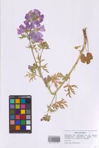 Просвирник мускусный L., Восточная Европа, Московская область и Москва (E4a) (Россия)