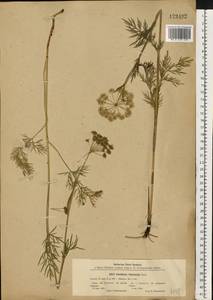 Кадения сомнительная (Schkuhr) Lavrova & V.N.Tikhom., Восточная Европа, Центральный лесостепной район (E6) (Россия)