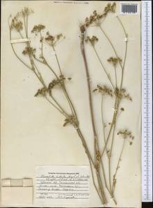 Скалигерия шероховатая (Regel & Schmalh.) Lipsky ex Korovin, Средняя Азия и Казахстан, Западный Тянь-Шань и Каратау (M3) (Узбекистан)