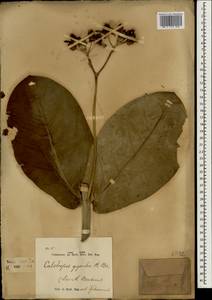 Calotropis gigantea (L.) W. T. Aiton, Зарубежная Азия (ASIA) (Индонезия)