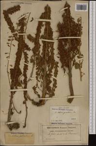 Umbilicus rupestris (Salisb.) Dandy, Западная Европа (EUR) (Франция)