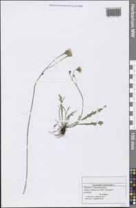 Scorzoneroides autumnalis subsp. autumnalis, Восточная Европа, Средневолжский район (E8) (Россия)