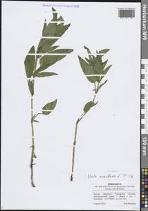 Фиалка высокая Fr., Восточная Европа, Средневолжский район (E8) (Россия)